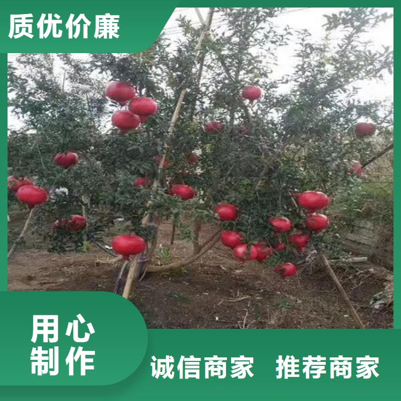 黑籽石榴苗批发价格