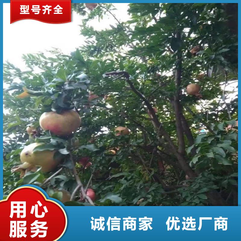 黑籽石榴苗适合种植地区