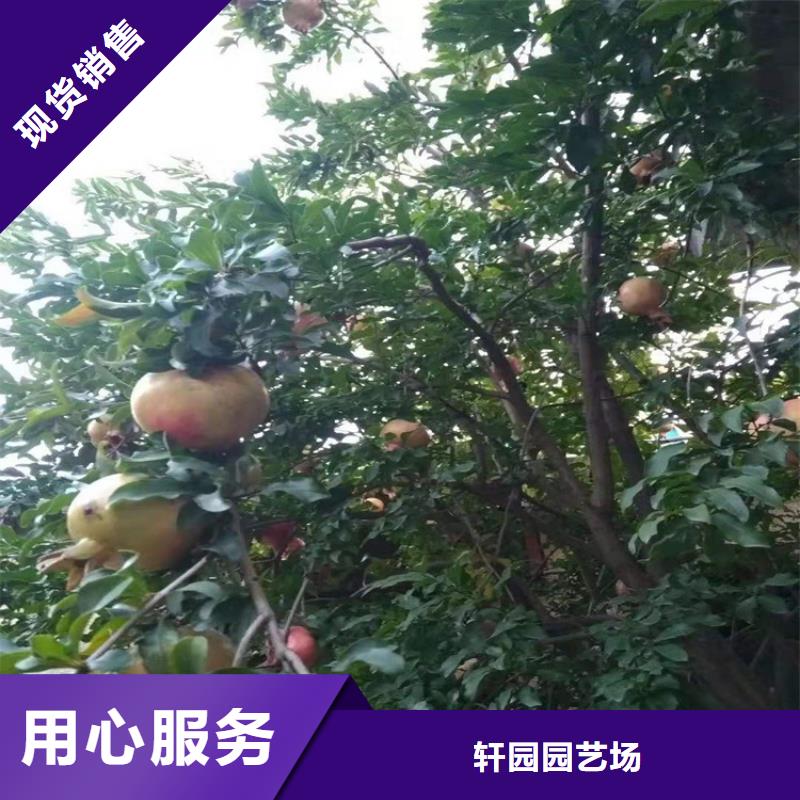 软籽石榴树种植管理技术/轩园园艺场