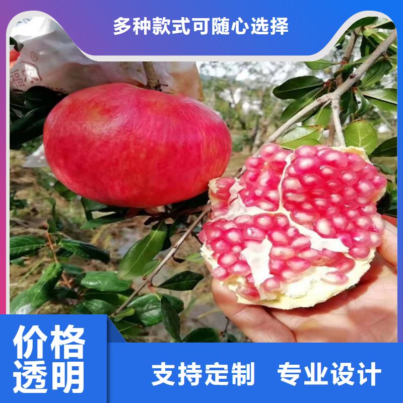 软籽石榴苗批发价格