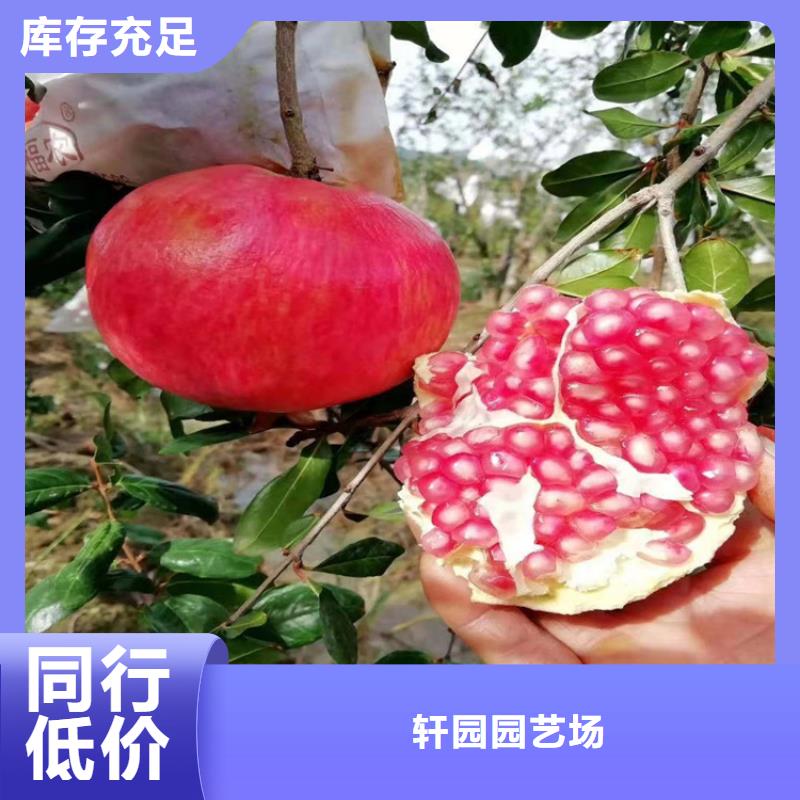 盆景石榴树根系发达/轩园园艺场