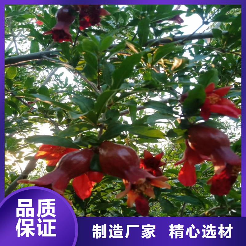 石榴_无花果苗源厂直销