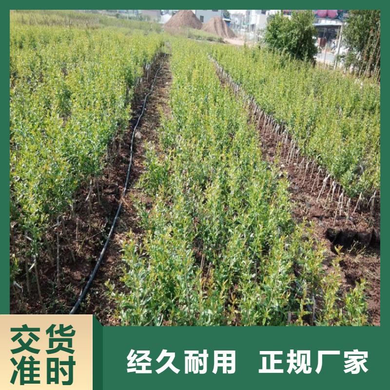 黑籽石榴苗种植技术