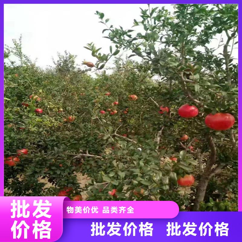 甜籽石榴苗种植基地