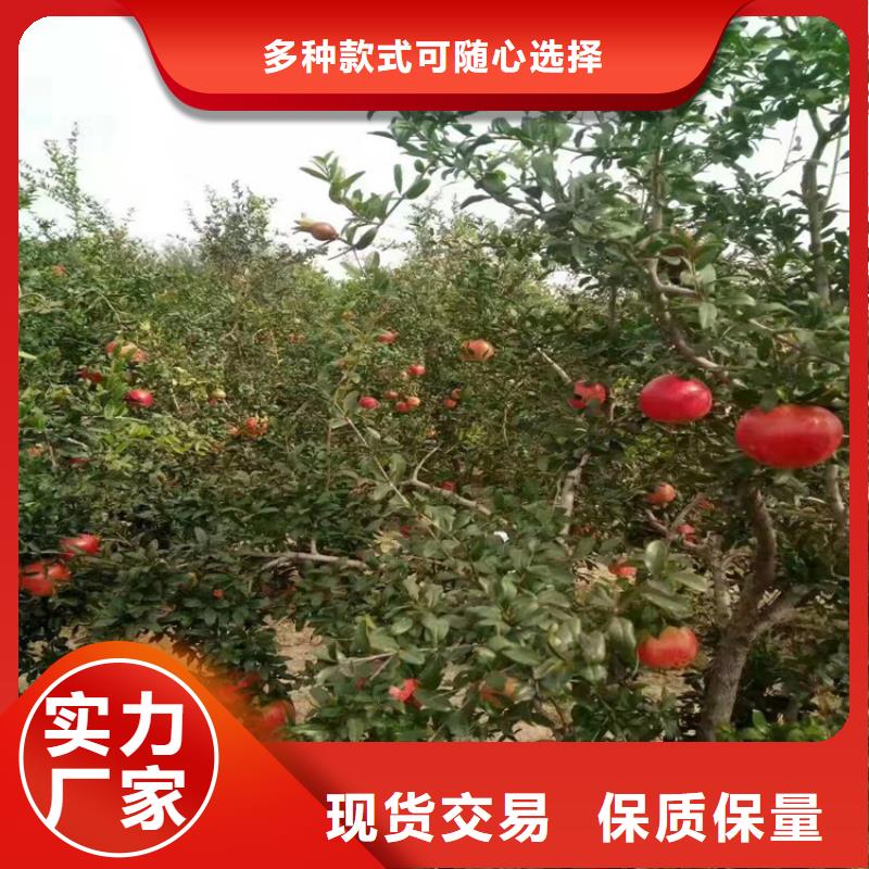 黑籽石榴苗适合种植地区