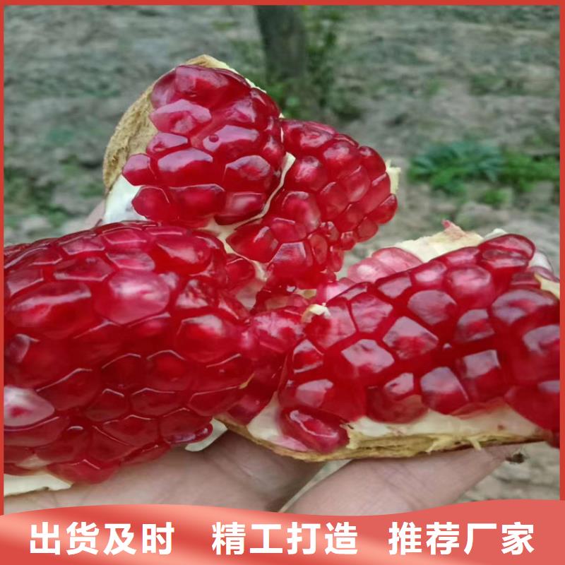 石榴_无花果苗源厂直销