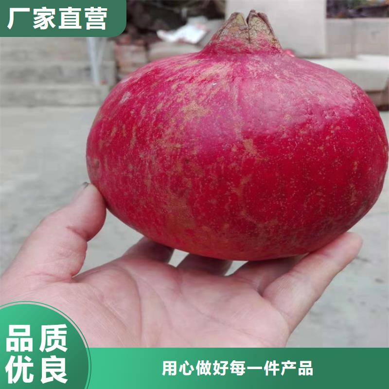 石榴_无花果苗源厂直销