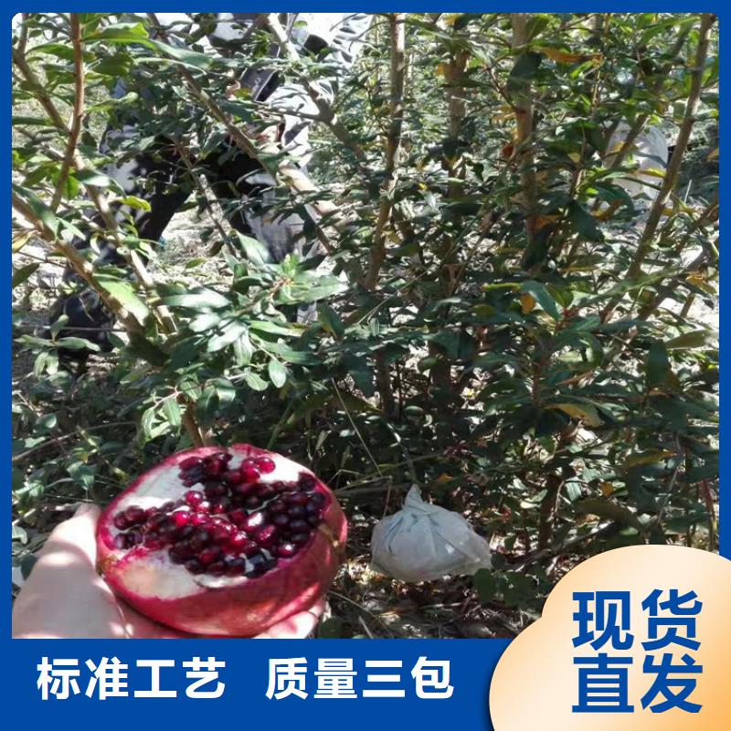 黑籽石榴苗经济效益