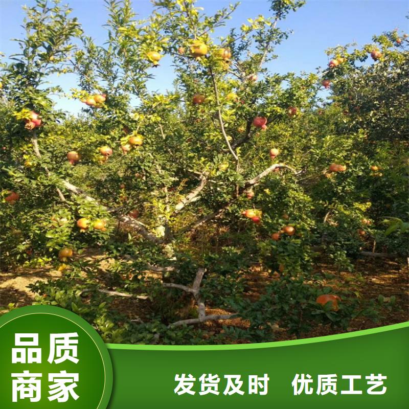 甜籽石榴树苗种植基地