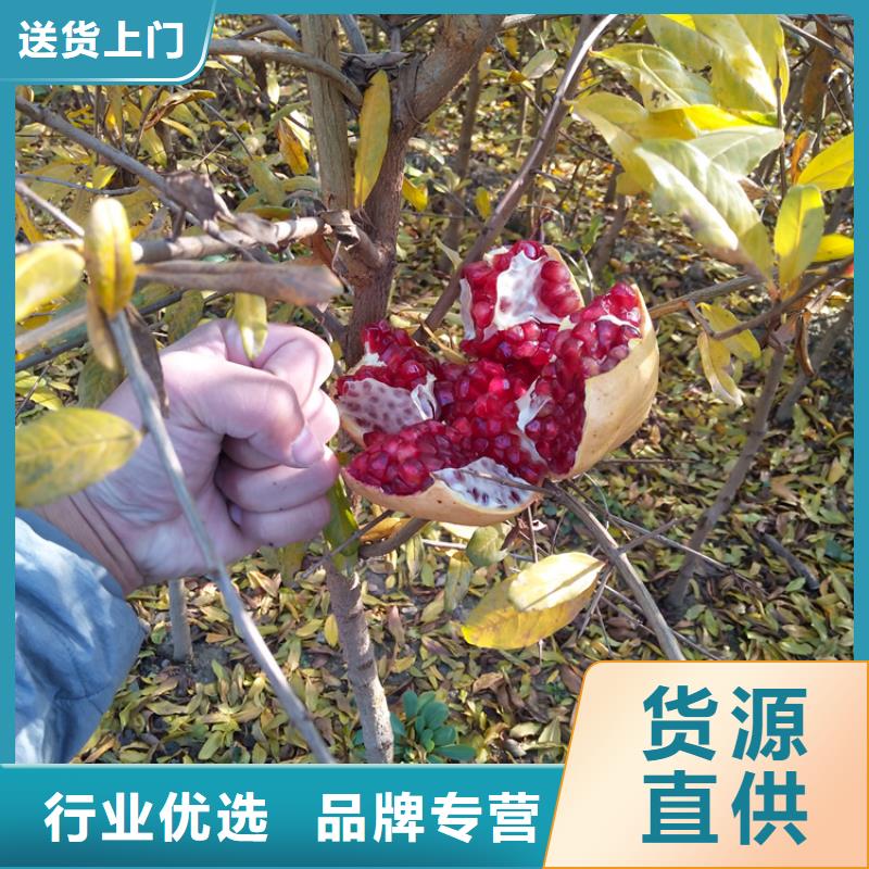 甜籽石榴苗种植基地