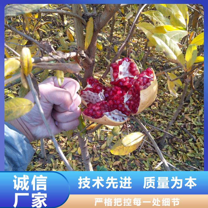 黑籽石榴苗适合种植地区