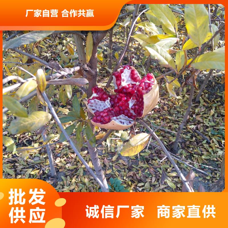 黑籽石榴苗适合种植地区