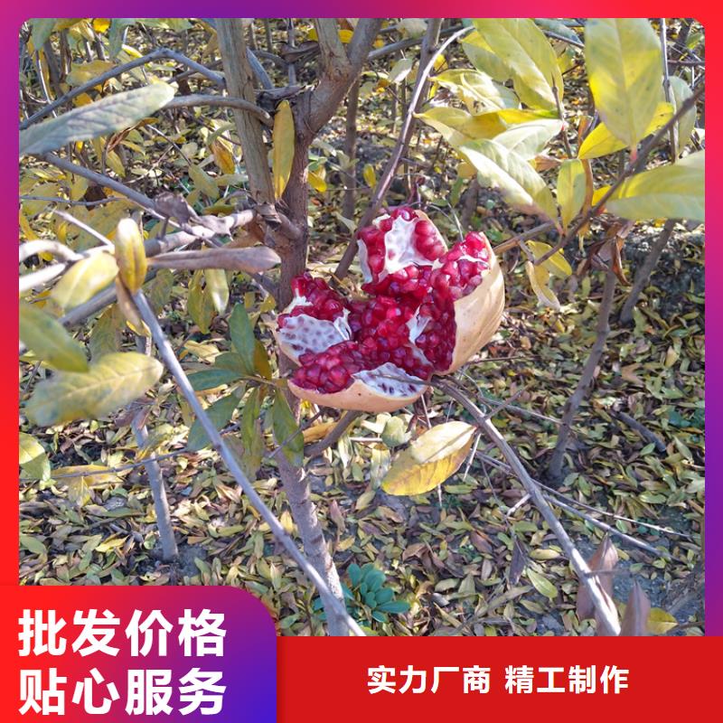 当年结果石榴树基地直销