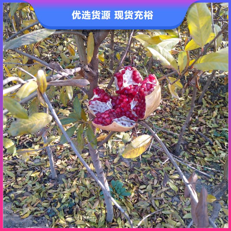 软籽石榴树种植管理技术/轩园园艺场