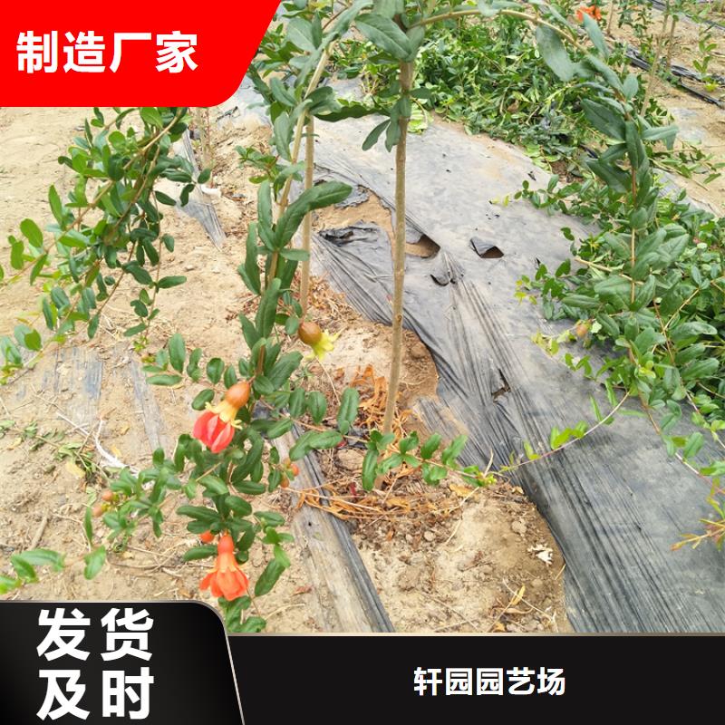 软籽石榴苗育苗基地