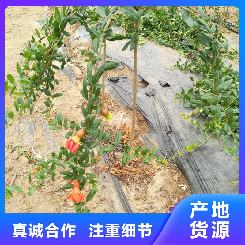 甜籽石榴苗种植基地