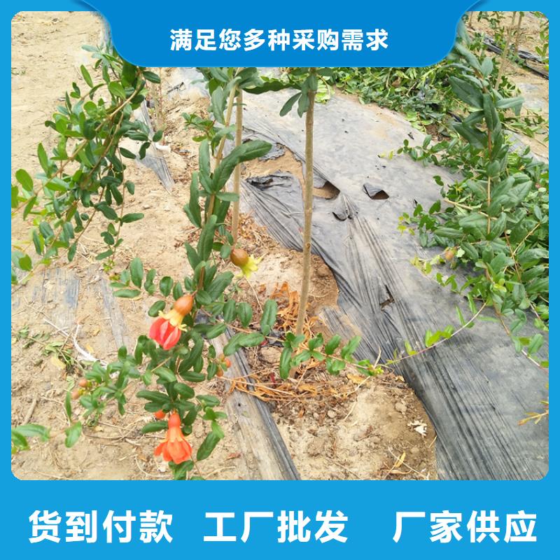 软籽石榴树苗适合种植地区