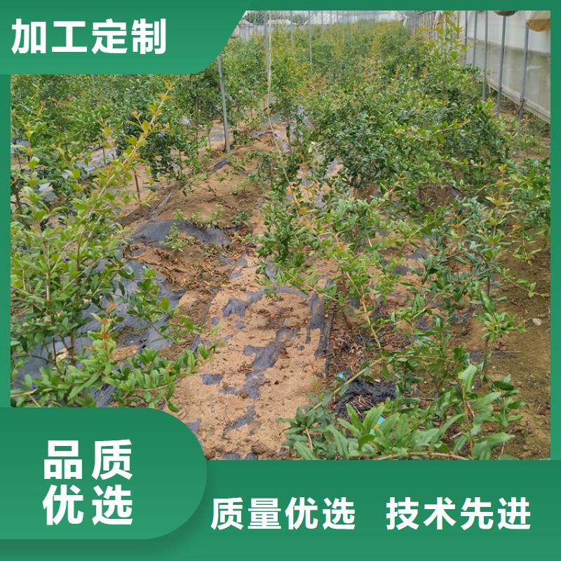 黑籽石榴苗育苗基地