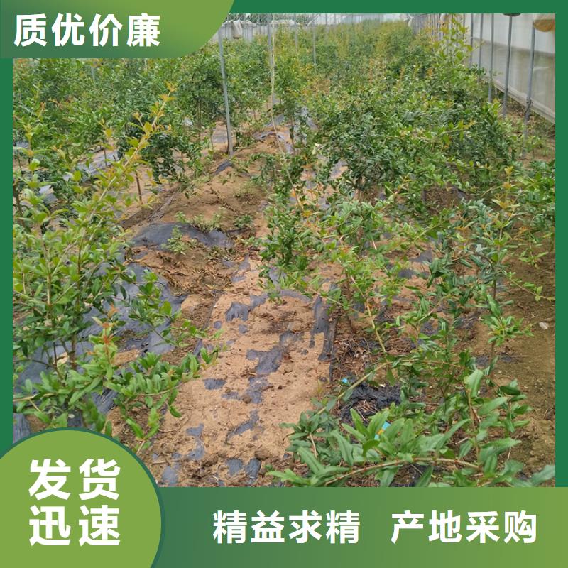 石榴苗育苗基地/轩园园艺场