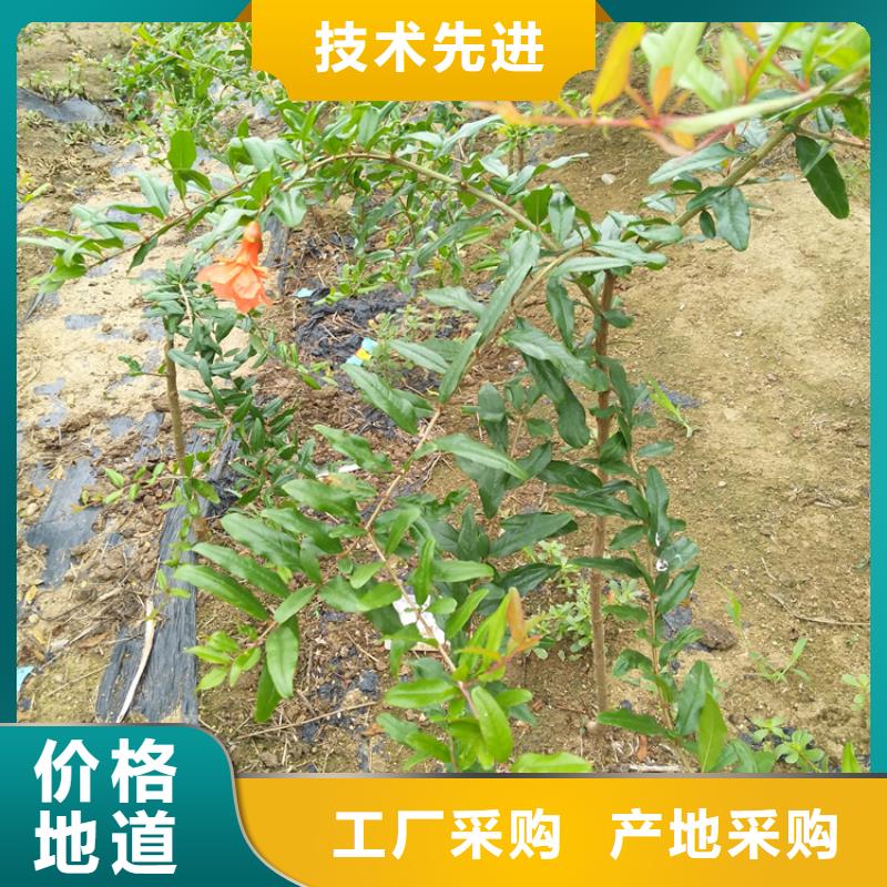 软籽石榴树苗适合种植地区