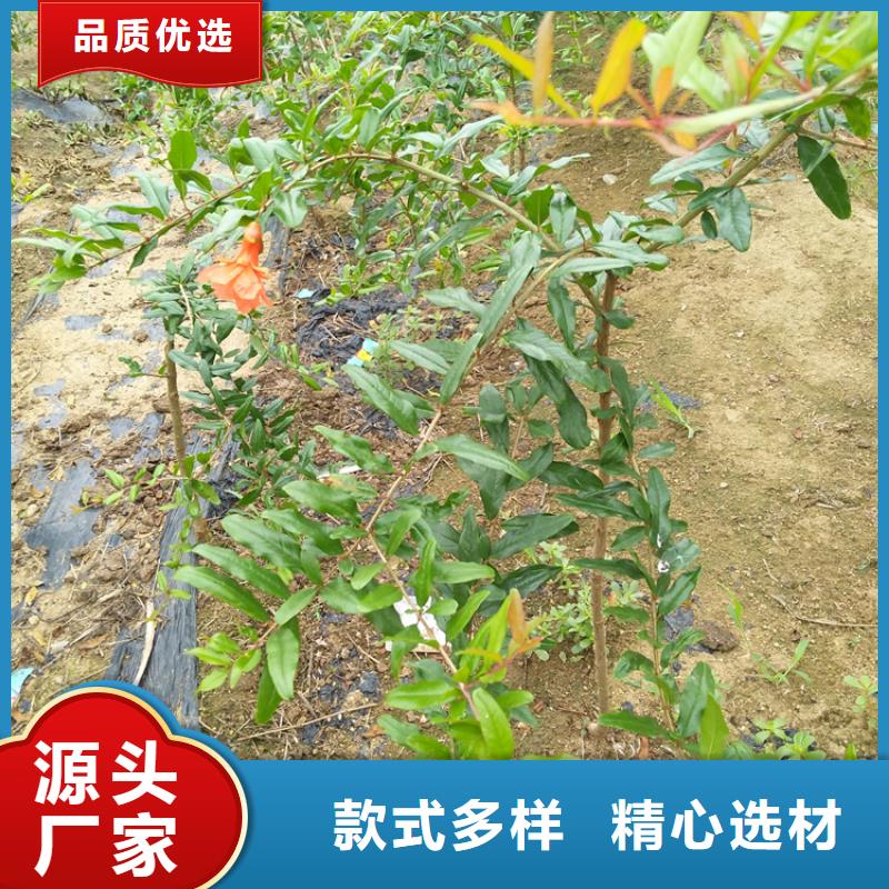 石榴-【无花果苗】随心所欲定制