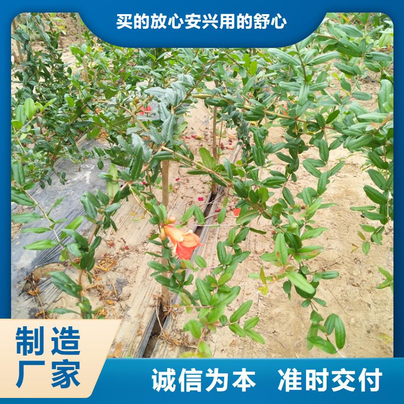 软籽石榴树苗适合种植地区