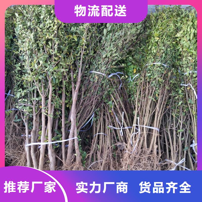 黑籽石榴树苗量大从优