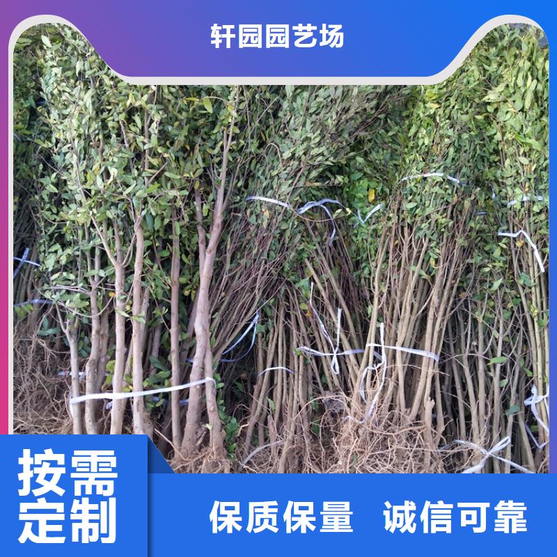 黑籽石榴树苗种植管理技术