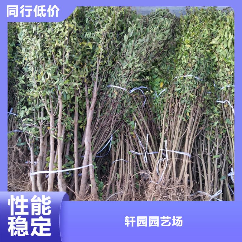 黑籽石榴树苗种植技术