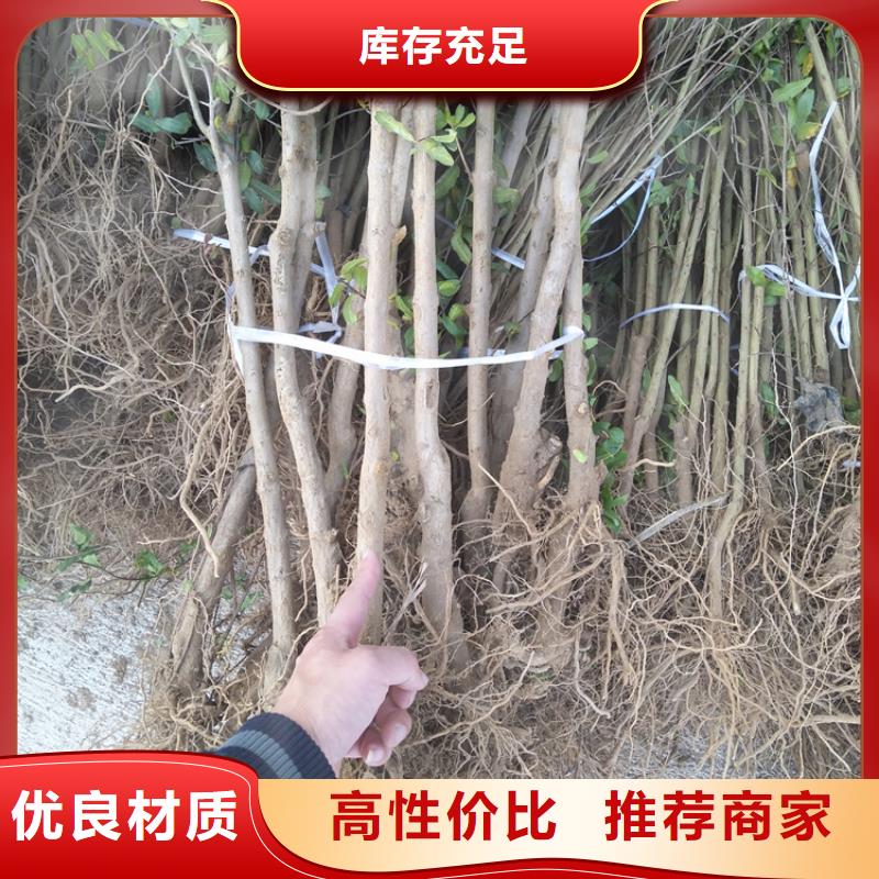 黑籽石榴苗适合种植地区