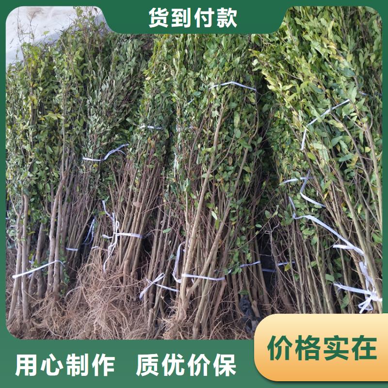 软籽石榴苗适合种植地区