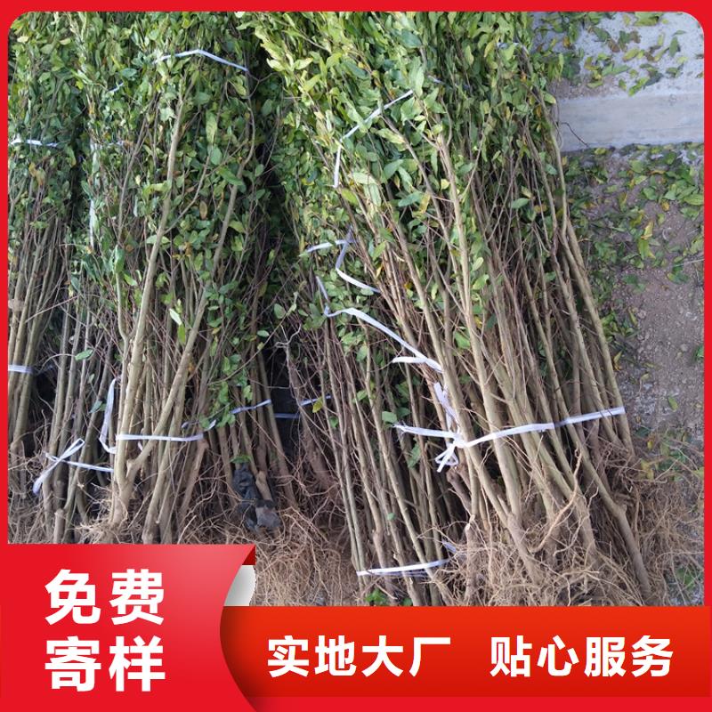 黑籽石榴树苗种植技术