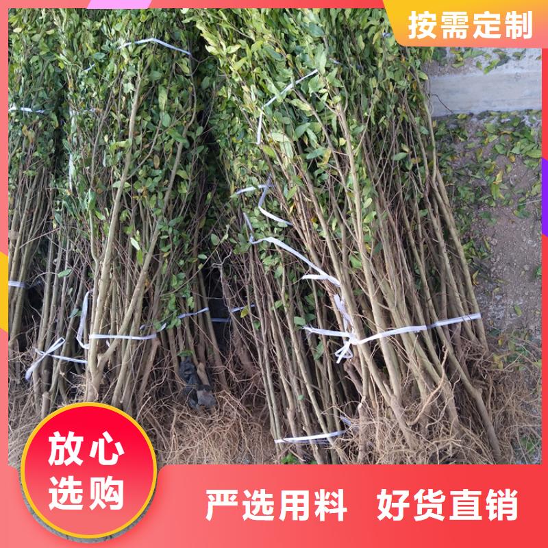 甜籽石榴树苗种植基地