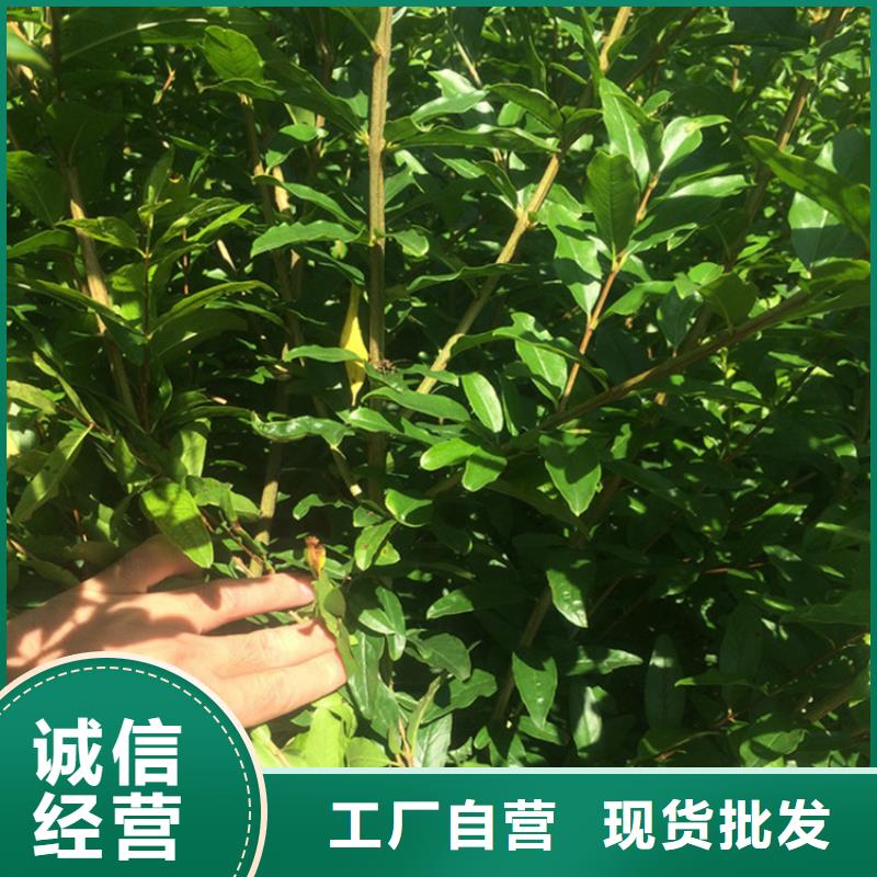 甜籽石榴苗适合种植地区