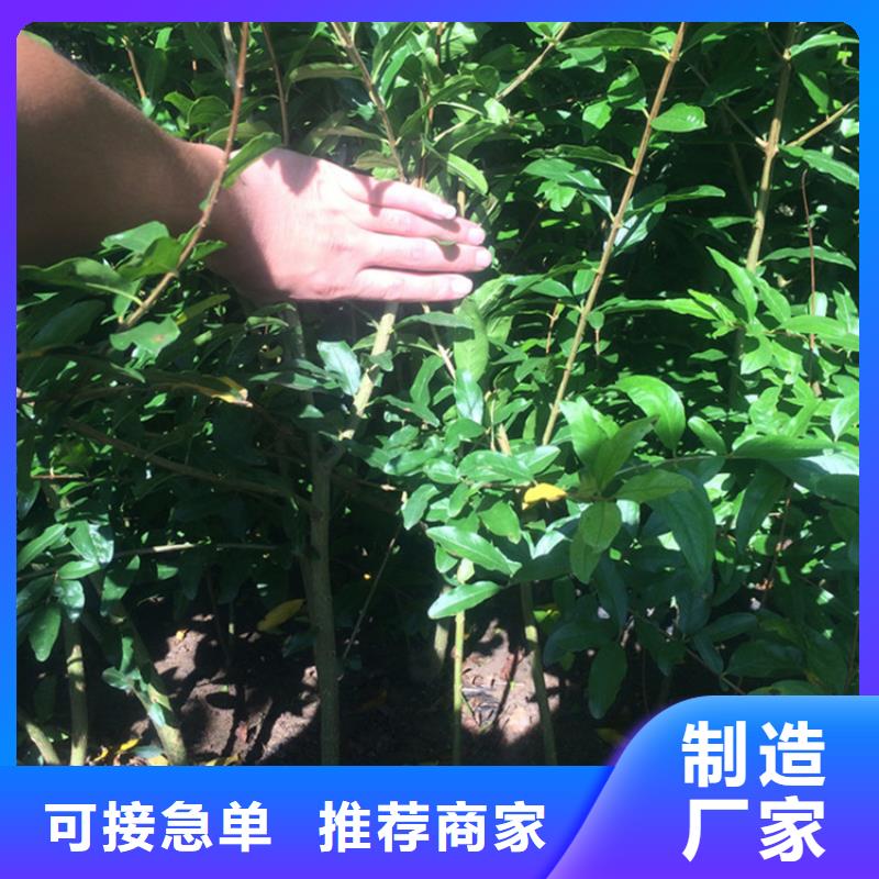 庭院石榴树批发价格/轩园园艺场