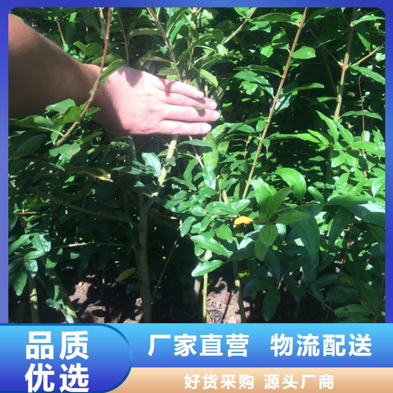 甜籽石榴苗量多优惠