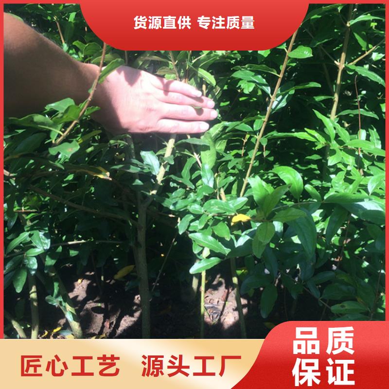 甜籽石榴树量多优惠