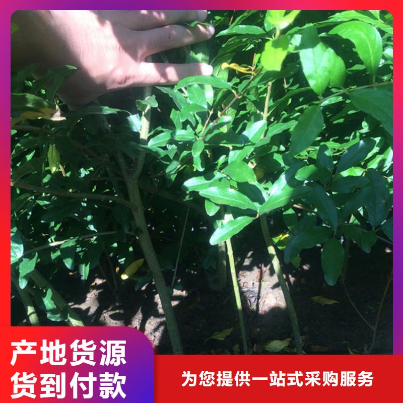 甜籽石榴树苗适合种植地区