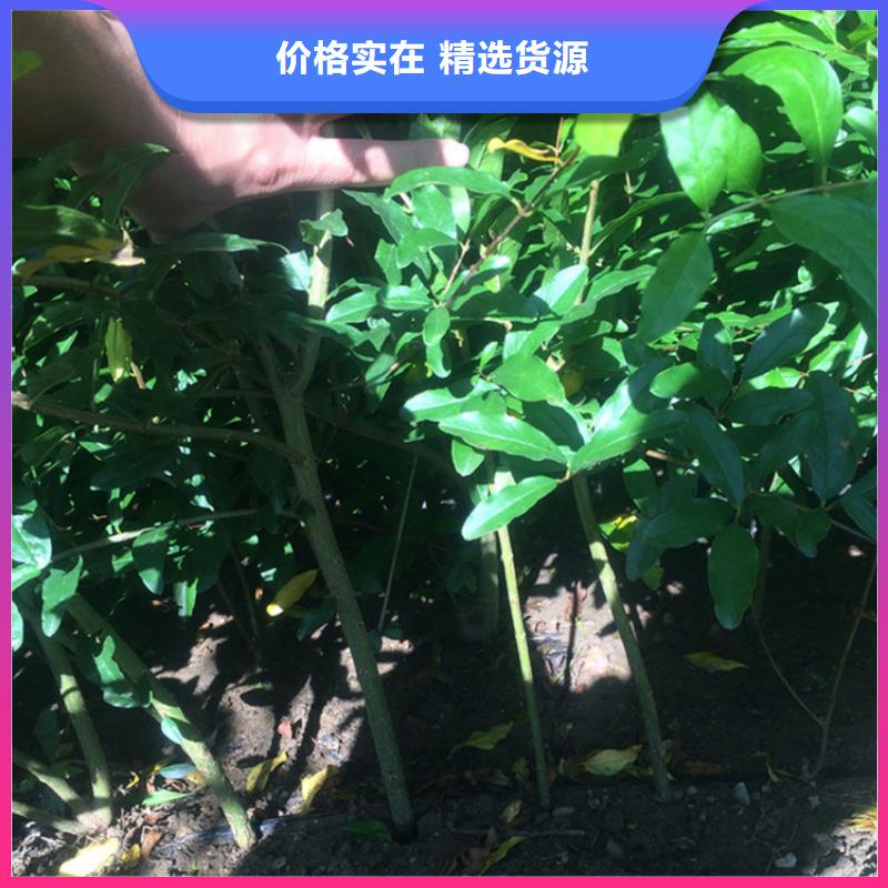 甜籽石榴树苗种植基地