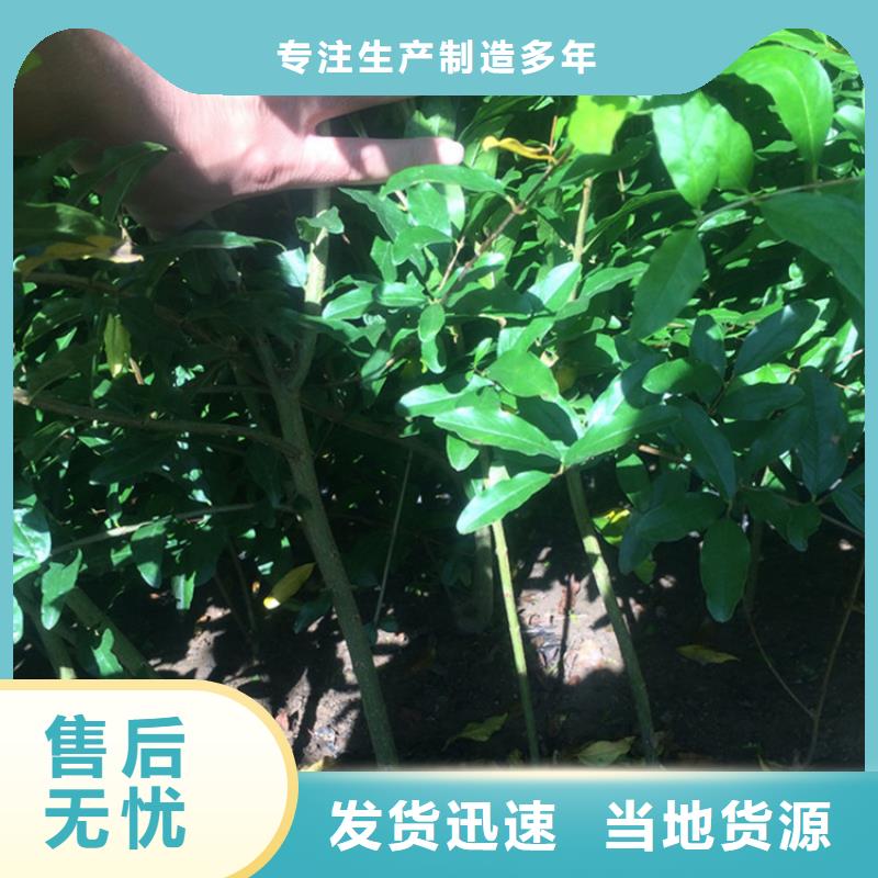 黑籽石榴苗种植技术