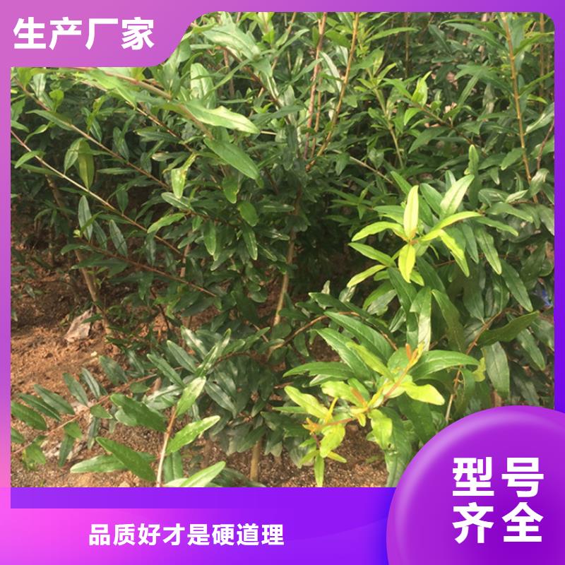 软籽石榴树种植管理技术/轩园园艺场