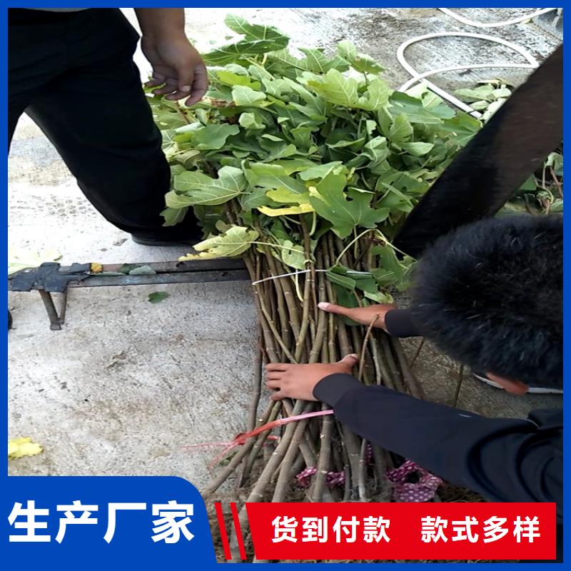 当年结果无花果树苗育苗基地