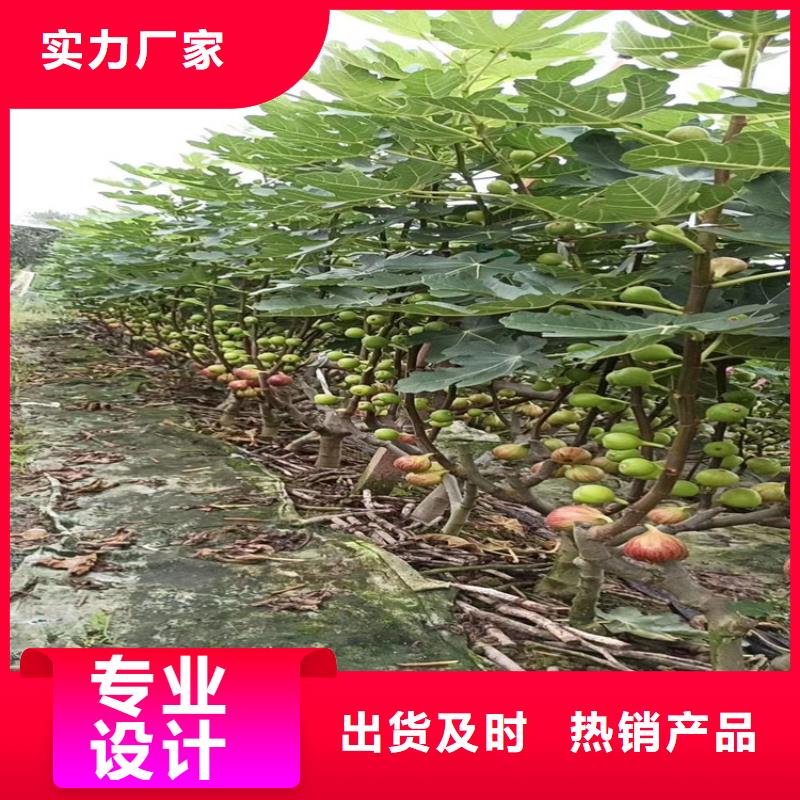 紫果无花果树苗基地直销