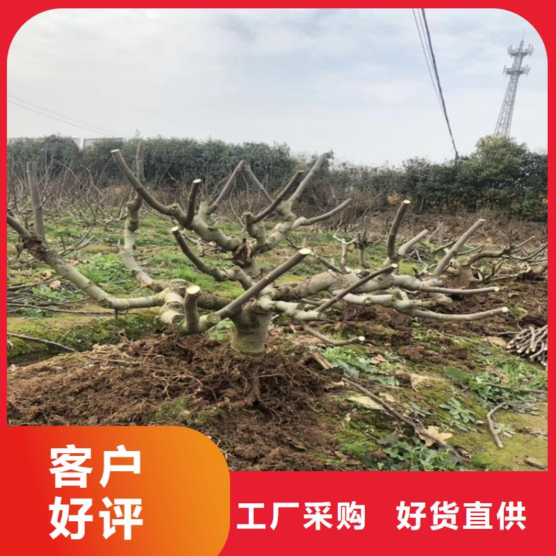 无花果樱桃苗多年实力厂家