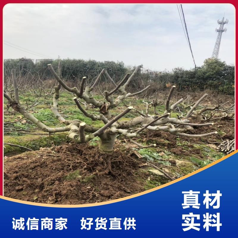 无花果葡萄苗产品细节参数