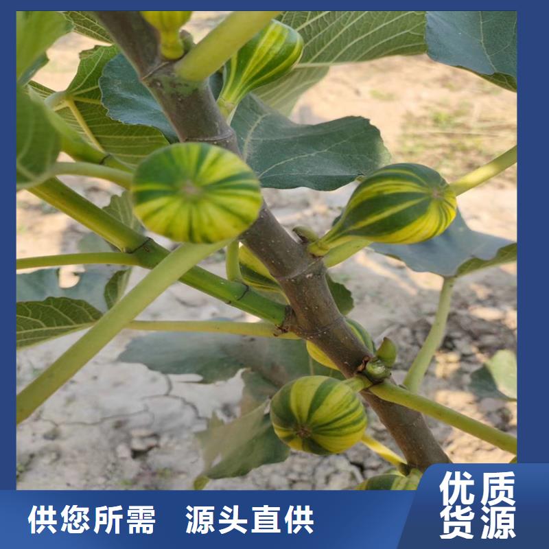 无花果桃树苗联系厂家