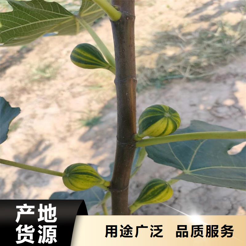 无花果,石榴树厂家供应