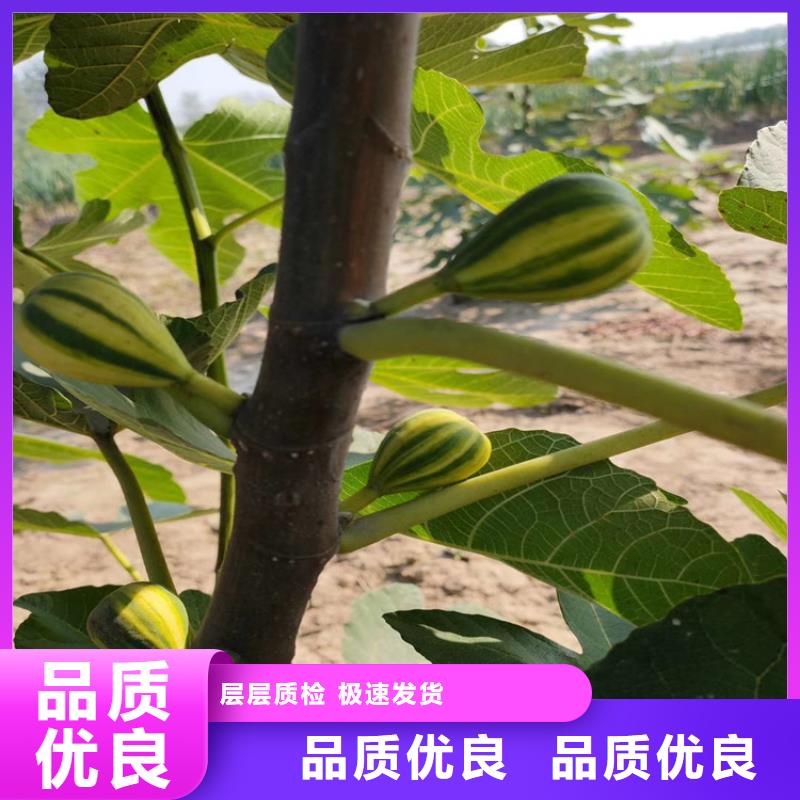 紫果无花果树苗现挖苗现发货