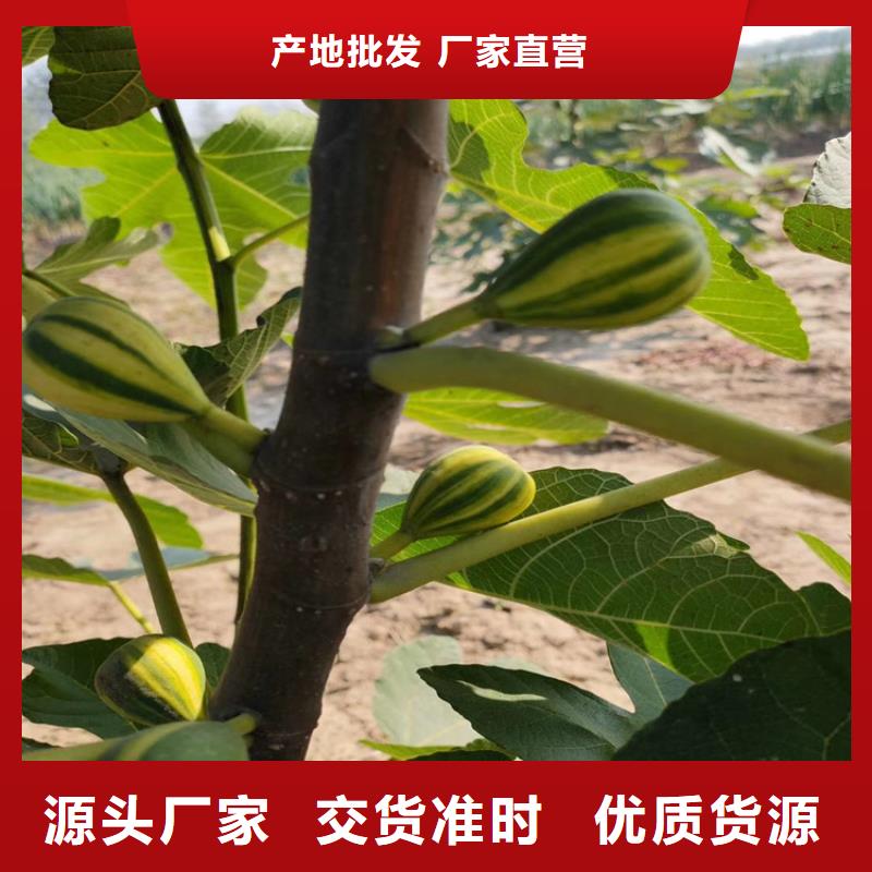 斯特拉无花果苗大棚种植