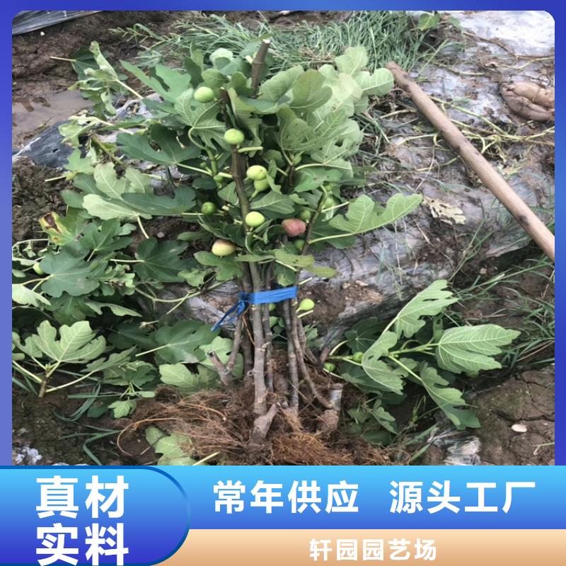 波姬红无花果苗经济效益/轩园园艺场